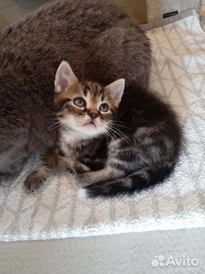 Котята в добрые руки бесплатно