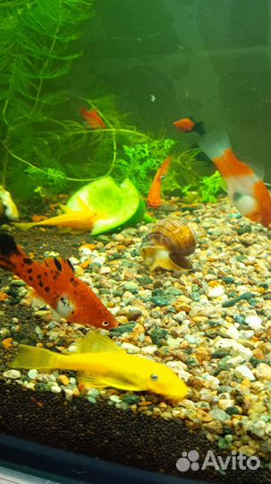 Пецилии, меченосцы, анцитрусы, креветки и растения