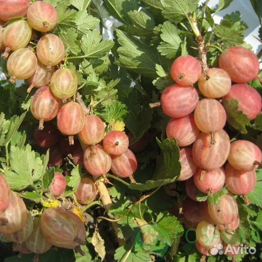 Крыжовник Пакс малошипный