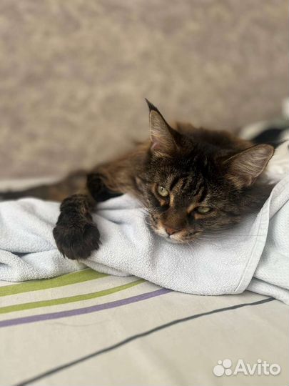 Отдам мейн-кун бесплатно