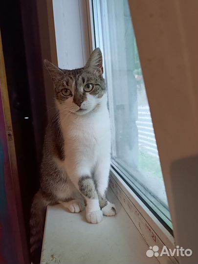 Кошка в дар