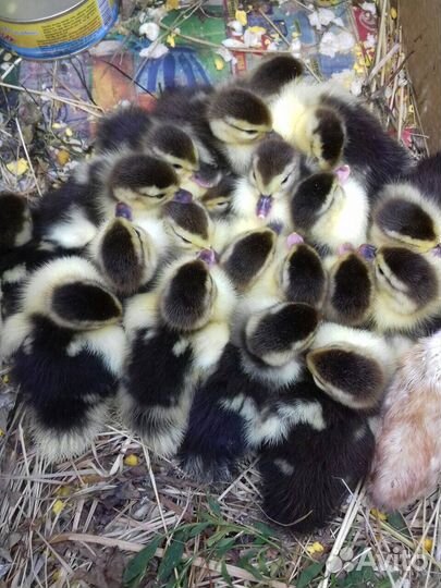 Индоутята, циплята, цесарки