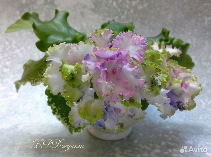 Сортовые фиалки