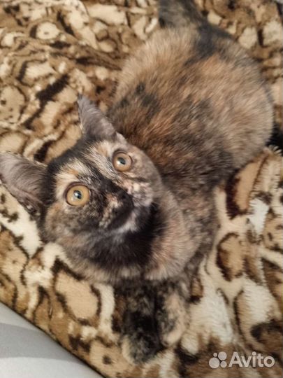 Кошка в дар