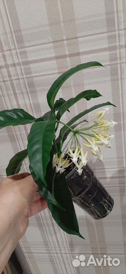 Хойя Мультифлора