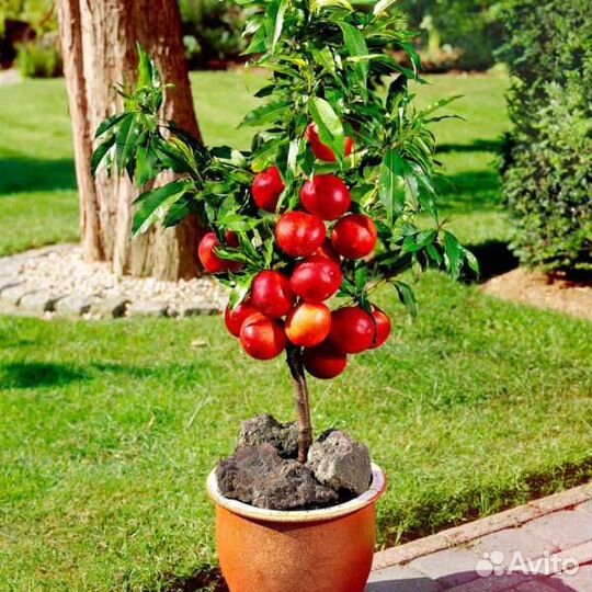 Персик колоновидный