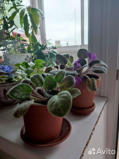 Фиалки сортовые в горшках