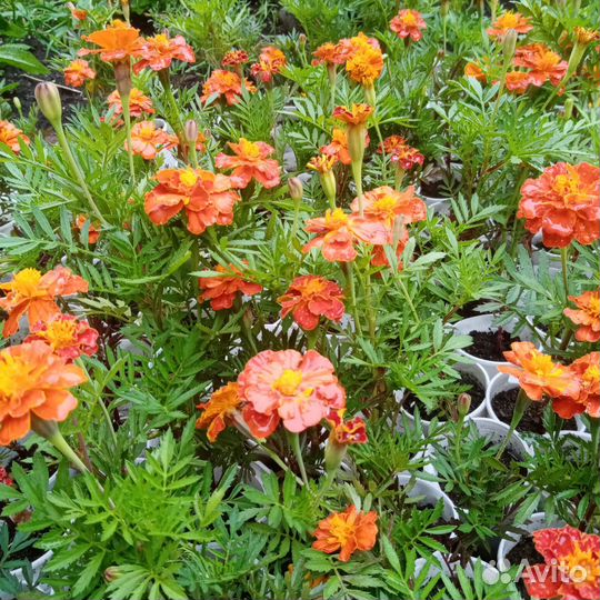 Рассада Цветов и овощей