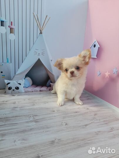 Мальчик чихуахуа