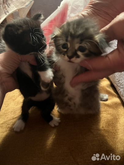 Котята ищут хозяев