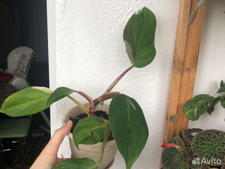 Филодендрон белый рыцарь