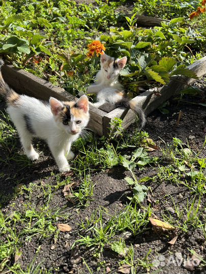 Котята в добрые руки бесплатно