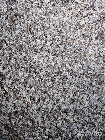 Семена укропа