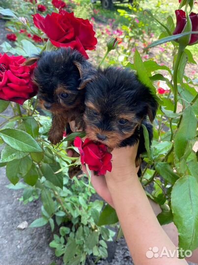 Йоркширский терьер