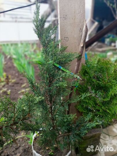 Туи, можжевельник