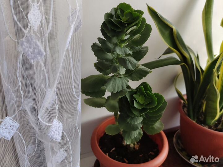 Комнатные цветы антуриум