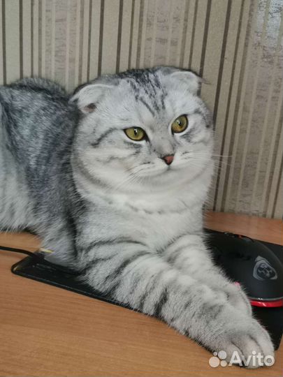 Шотландский вислоухий вязка