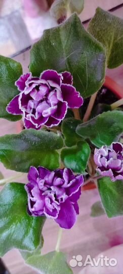 Сортовые фиалки