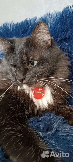 Адресник для собак и кошек