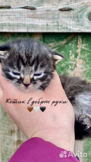 Сибирский кот в добрые руки