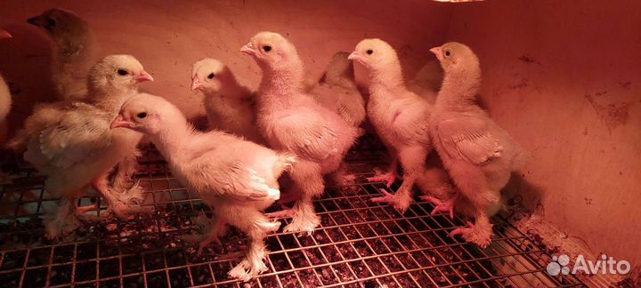 Куры брама семьи инк.яйцо