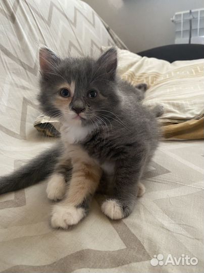 Кошка