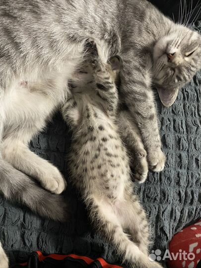 Котенок в добрые руки