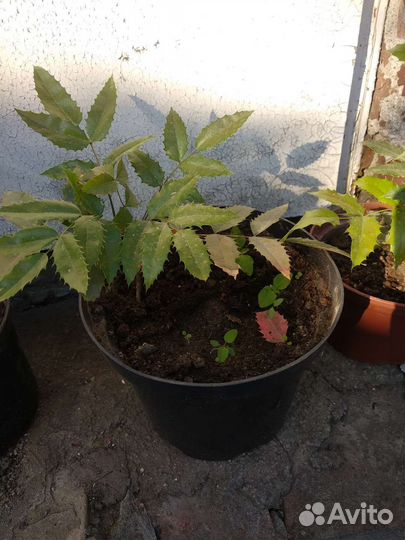 Магония падуболистная, форзиция,виноград девичий