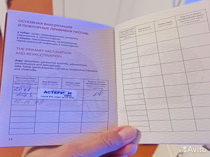 Щенки кроличьей таксы