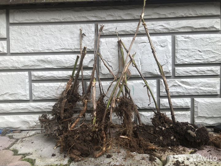 Гортензия анабель