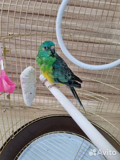 Певчий попугай