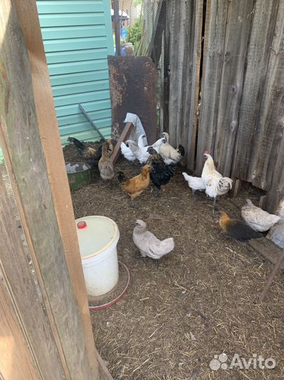 Молодки несушки и петухи Лакеданзи