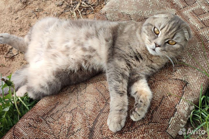 Котята от вислоухой кошки
