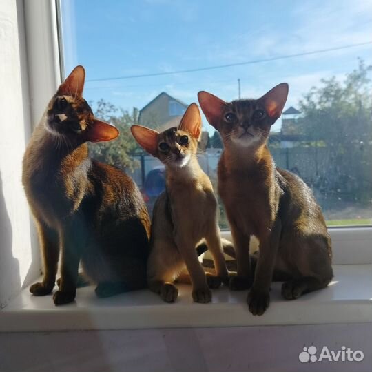 Абиссинская
