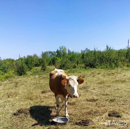 Корова дойная