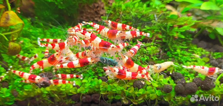 Аквариумные креветки Красный кристалл