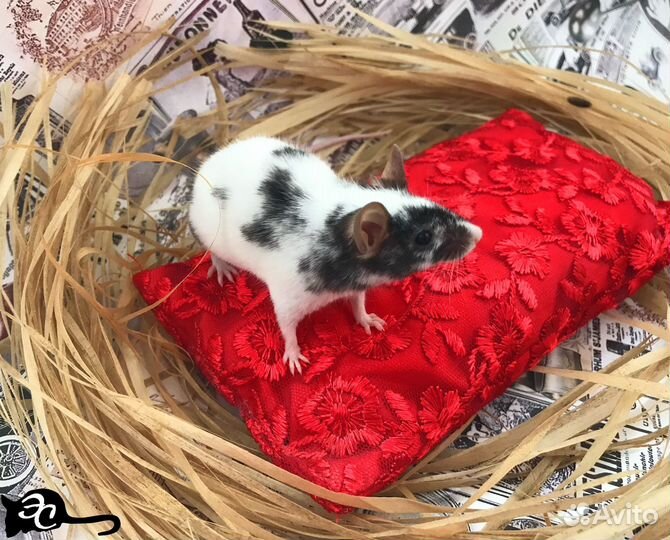 Декоративные Мышата