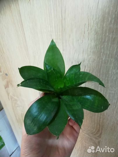 Сансевиерии сортовые