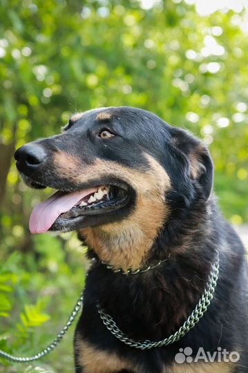 Собака в добрые руки