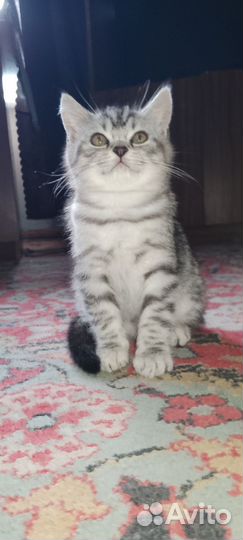 Кошечка 4,5 месяцев