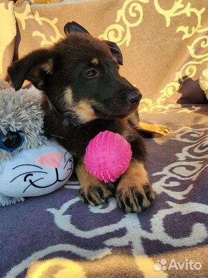 Щенок Немецкой овчарки (метис) в добрые руки
