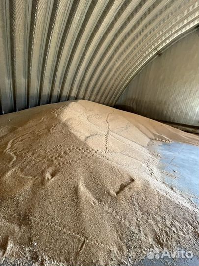 Просо желтое