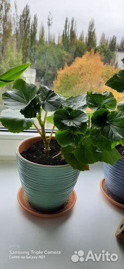 Бегония элатиор