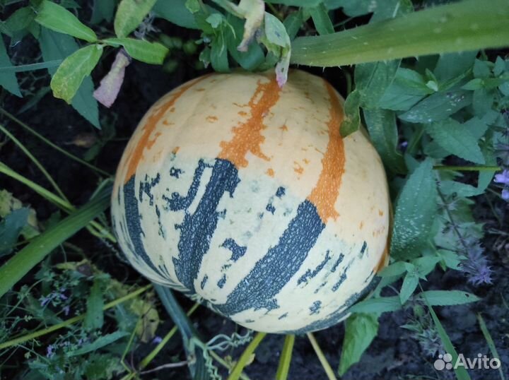 Тыквы для декора