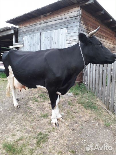 Корова дойная