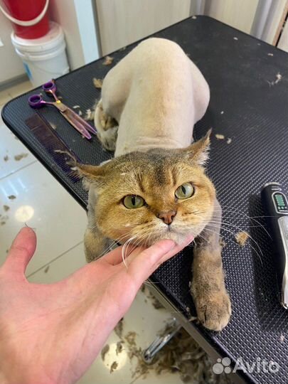 Груминг кошек