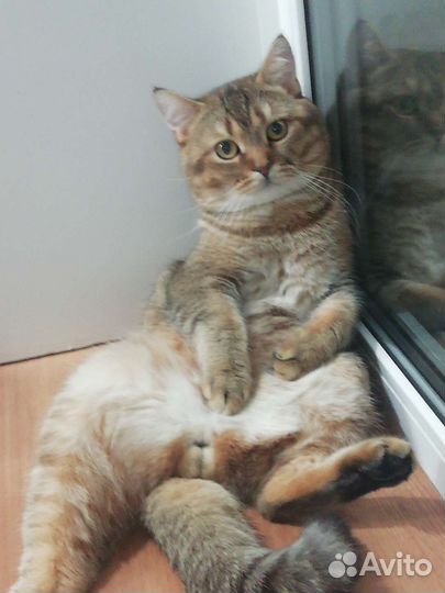 Шотландский кот вязка