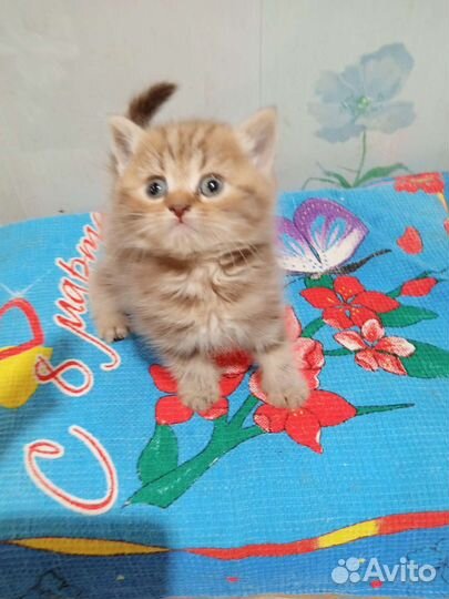 Котята шотландцы
