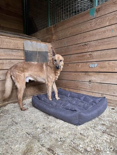 Собаки в дар бесплатно