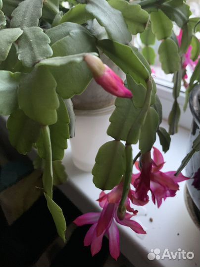 Алоэ два вида укорённыеестьпобольше. Алоэ